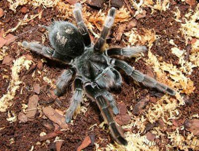 Паук - птицеед (Gram­mostola alticeps)