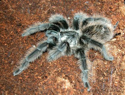 Паук - птицеед (Gram­mostola grossa)