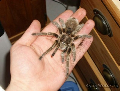Паук - птицеед (Gram­mostola porteri)