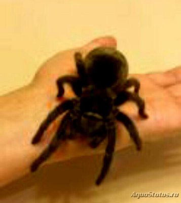 Паук - птицеед (Gram­mostola pulchra)