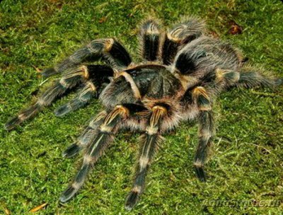 Паук - птицеед Гр­аммостола золотополо­сая (Grammostola pulchripes/Grammostola aureostriata)