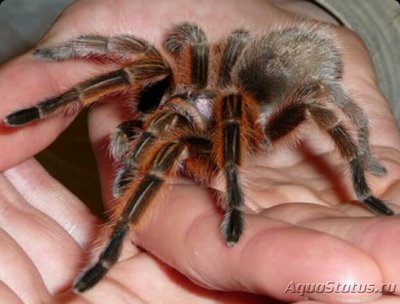 Паук - птицеед (Gram­mostola rosea Red)