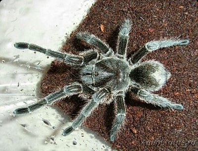 Паук - птицеед (Gram­mostola sp. Formosa)