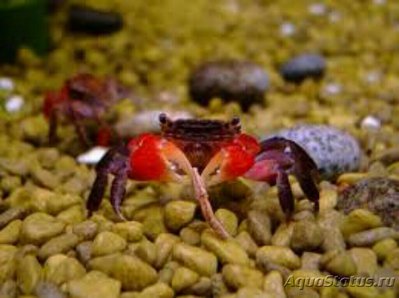 Краб красный мангровый  (sesarma bidens)