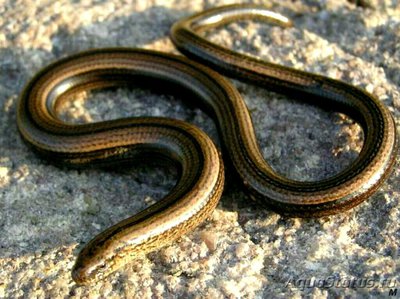 Панцирная веретеница (Ophisaurus sp.)