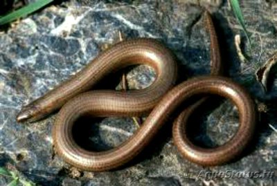 Панцирная веретеница (Ophisaurus sp.)
