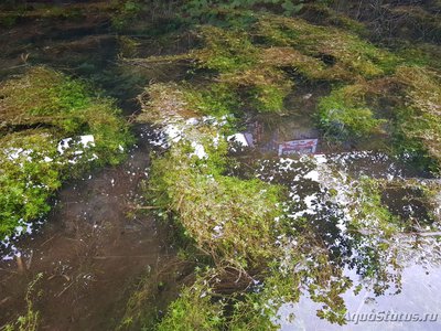 Фото Подводный Романтик. Мой аквариум Fluval Roma 120 литров Zlatka  (photo#126716)