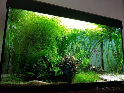 Фото Подводный Романтик. Мой аквариум Fluval Roma 120 литров Zlatka  (photo#126717)
