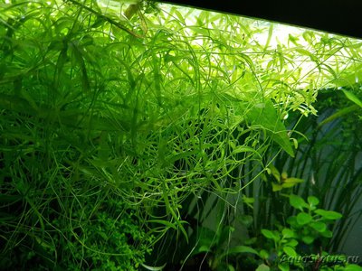 Фото Подводный Романтик. Мой аквариум Fluval Roma 120 литров Zlatka  (photo#126718)