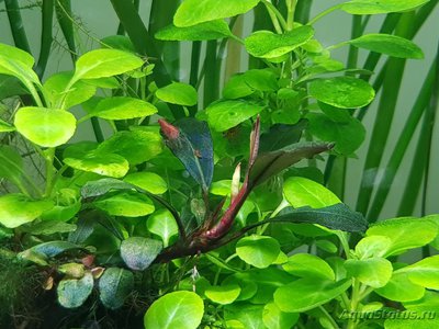 Фото Подводный Романтик. Мой аквариум Fluval Roma 120 литров Zlatka  (photo#126719)