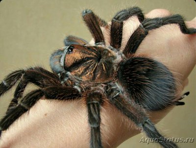 Паук - птицеед (Phormictopus antillensis)
