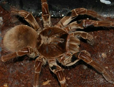 Паук - птицеед (Ther­aphosa stirmi)