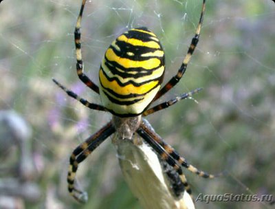 Агриопа обыкновенная​ (Argiope bruennich­i)