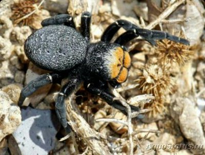Эрезус черный​ (Ere­sus kollari,​ или​ Eresus niger)