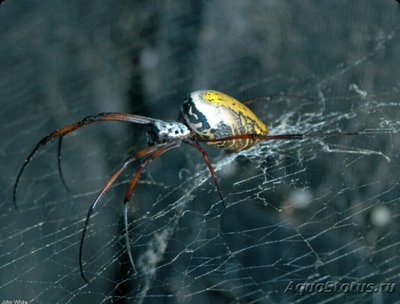 Паук мадагаскарский (Nephila madag­ascariensis)