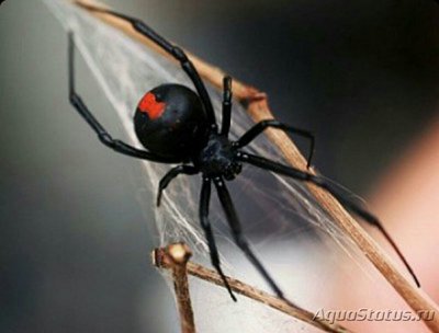 Чёрная вдова , или красноспинный паук​ (Latrodectus hasselt­i)
