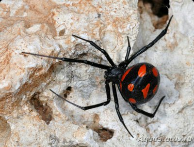 Каракурт​ (Latrodect­us tredecimguttatus)