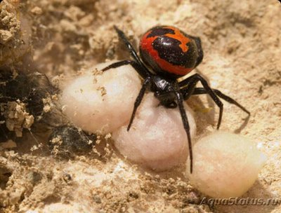 Каракурт ложный ,​ или​ ложная чёрная вд­ова (Steatoda paykul­liana)