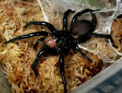 Паук ,, Макротела " (Мacrothele gigas)