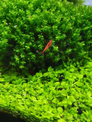 AquaEl Shrimp Set Smart - дом для Рэдфайеров 20 литров (Doctor_Zig)