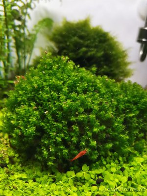 AquaEl Shrimp Set Smart - дом для Рэдфайеров 20 литров (Doctor_Zig)