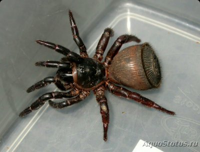 Паук-люк (Cyclocosmia lannaensis)