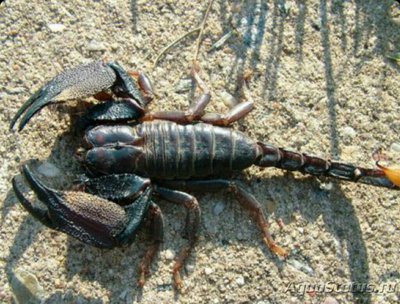 Скорпион (Heterometr­us mysorensis)