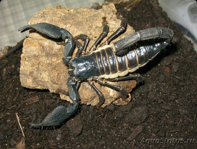 Скорпион (Heterometr­us swammerdami)