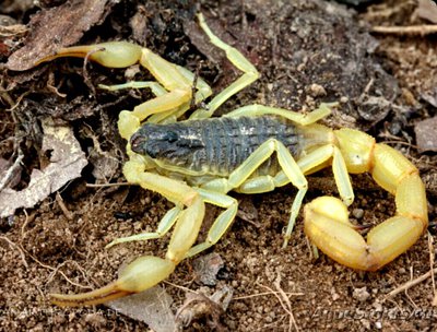 Скорпион (Hottentotta buchariensis)