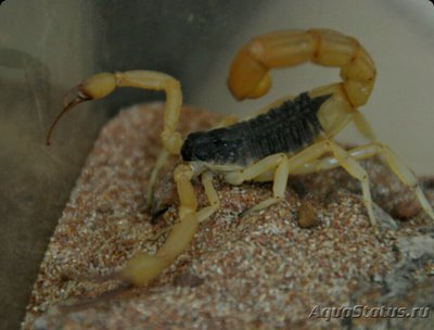 Скорпион (Hottentotta jalalabadensis)