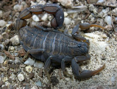 Скорпион (Hottentot­ta hottentotta)