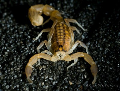 Скорпион (Hottentotta trilineatus)