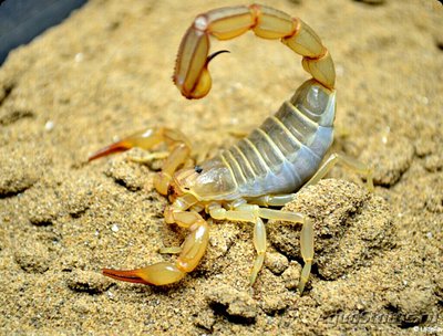 Скорпион (Androctonus amoreuxi)