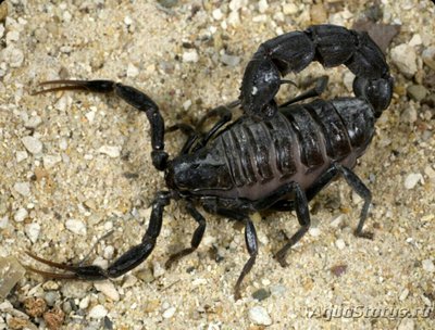 Скорпион (Androctonus bicolor)