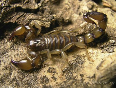 Скорпион (Bothriurus coriaceus)