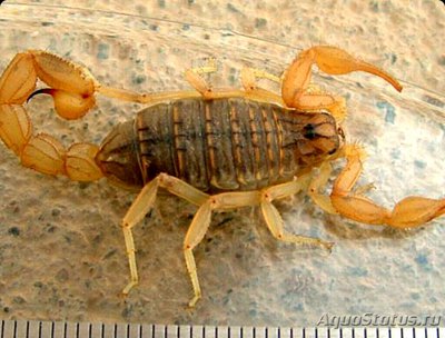 Скорпион пестрый​ (B­uthus eupeus)