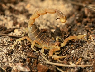 Скорпион иберийский (Buthus​ ibericus)