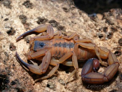 Скорпион "Центруро­идес" (Centruroides gracilis)