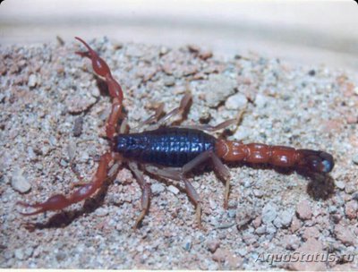 Скорпион (Grosphus flavopiceus)