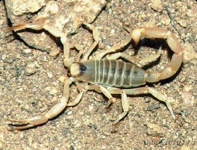 Скорпион пустынный волосатый, или Гадру­рус​ (Hadrurus arizo­nensis)