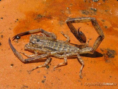 Скорпион (Isomеtrus maculatus)