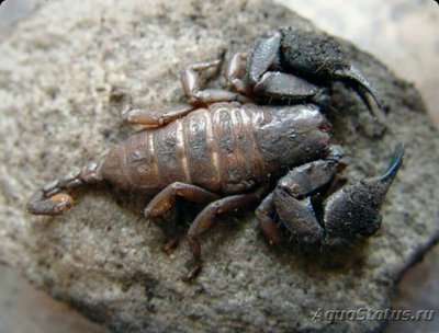 Скорпион карликовый древесный​ (Liochele­s​ australasiae)