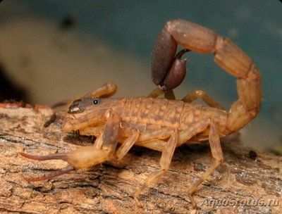 Скорпион китайский водоплавающий​ (Lychas mucronatus)