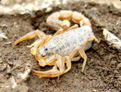 Скорпион (Mesobuthus caucasicus)