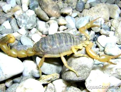 Скорпион (Mesobuthus eupeus)