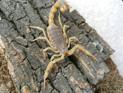 Скорпион (Mesobuthus martensii)