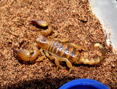 Скорпион (Оpistophth­almus boehmi