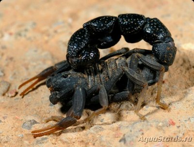 Скорпион (Orthochirus innesi)