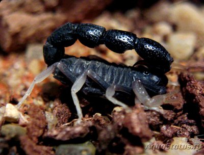 Скорпион чёрный (Ort­hochirus innesi/Orth­ochirus scrobiculosu­s)
