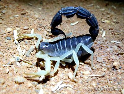 Скорпион (Рarabuthus schlechteri)